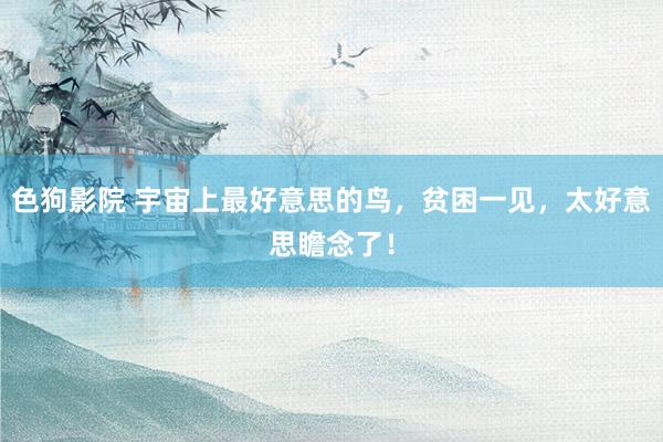 色狗影院 宇宙上最好意思的鸟，贫困一见，太好意思瞻念了！